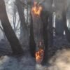 Incendi boschivi, nel 2024 superficie bruciata meno estesa. Colpite 16 regioni
