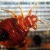 Dalla cimice asiatica a quella dei letti, oltre 1.500 specie in Italia