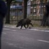 Isola d’Elba, cinghiale attraversa la strada all’improvviso: motociclista muore nello scontro