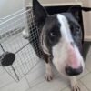 Reati contro gli animali, ecco la nuova legge in 15 articoli