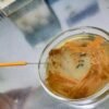 UnInsubria, scoperto nuovo antibiotico contro superbatteri