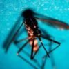 West Nile, altri due casi sospetti a Latina: verifiche in corso
