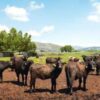 A Sorrento il World Buffalo Congress, dopo 20 anni torna in Italia