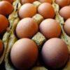 Richiamo uova biologiche per rischio Salmonella: lotti e scadenze