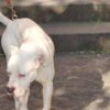 Seduta al tavolino di un bar viene azzannata in testa da un cane sfuggito alla dog sitter