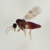 Virus Shamonda, chi lo trasmette? L’imputato è il Culicoides: identikit del ‘moscerino pungente’