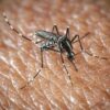 West Nile e Dengue, aumentano i casi in Italia: gli ultimi dati dell’Iss